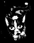 miau.jpg